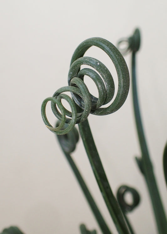 【植物図鑑】アルブカ・スピラリス(Albuca spiralis)とは?螺旋状の葉が魅力的な希少球根植物の育て方