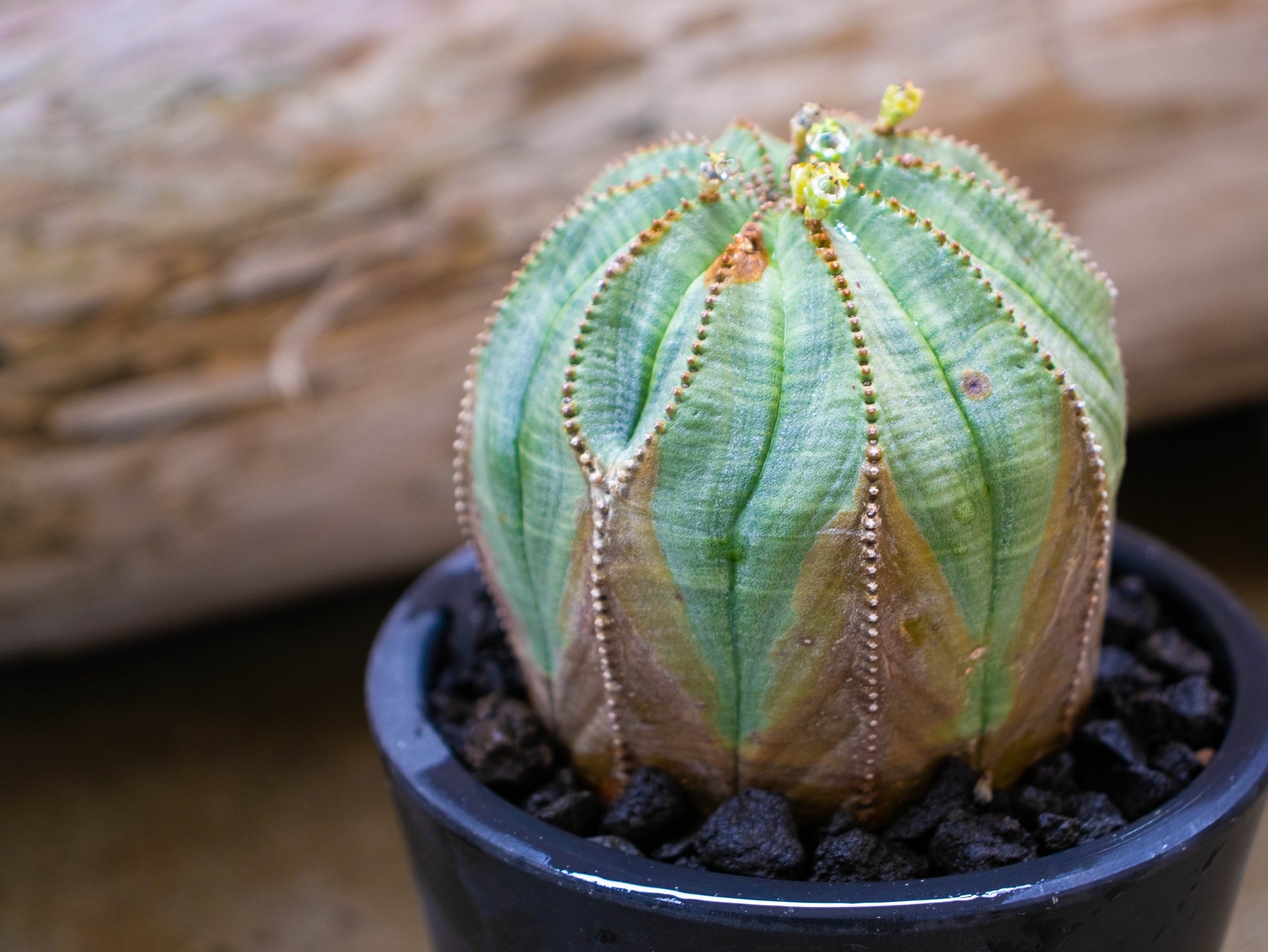 B2332 中株オベサ ユーフォルビア オベサ Euphorbia obesa 検索 アガベ 塊根植物 パキポディウム  多肉植物(サボテン)｜売買されたオークション情報、yahooの商品情報をアーカイブ公開 - オークファ 観葉植物