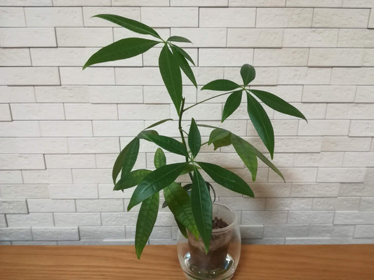 【植物図鑑】パキラ・アクアティカ(Pachira aquatica)とは?幸運を呼ぶ観葉植物の魅力