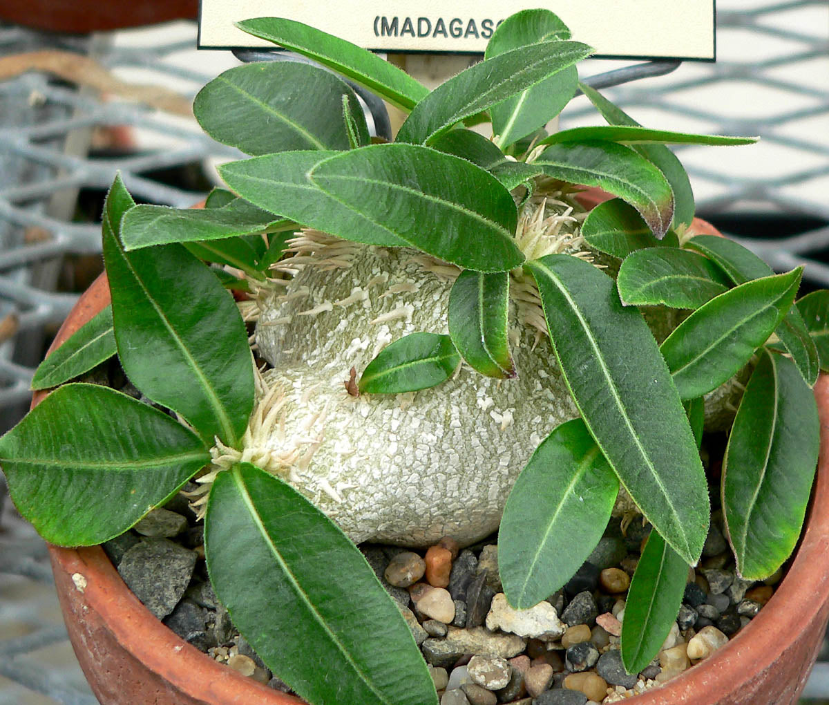 Pachypodium brevicaule パキポディウム・ブレビカウレ Pachypodium brevicaule【パキポディウム・ブレビカウレ・実生