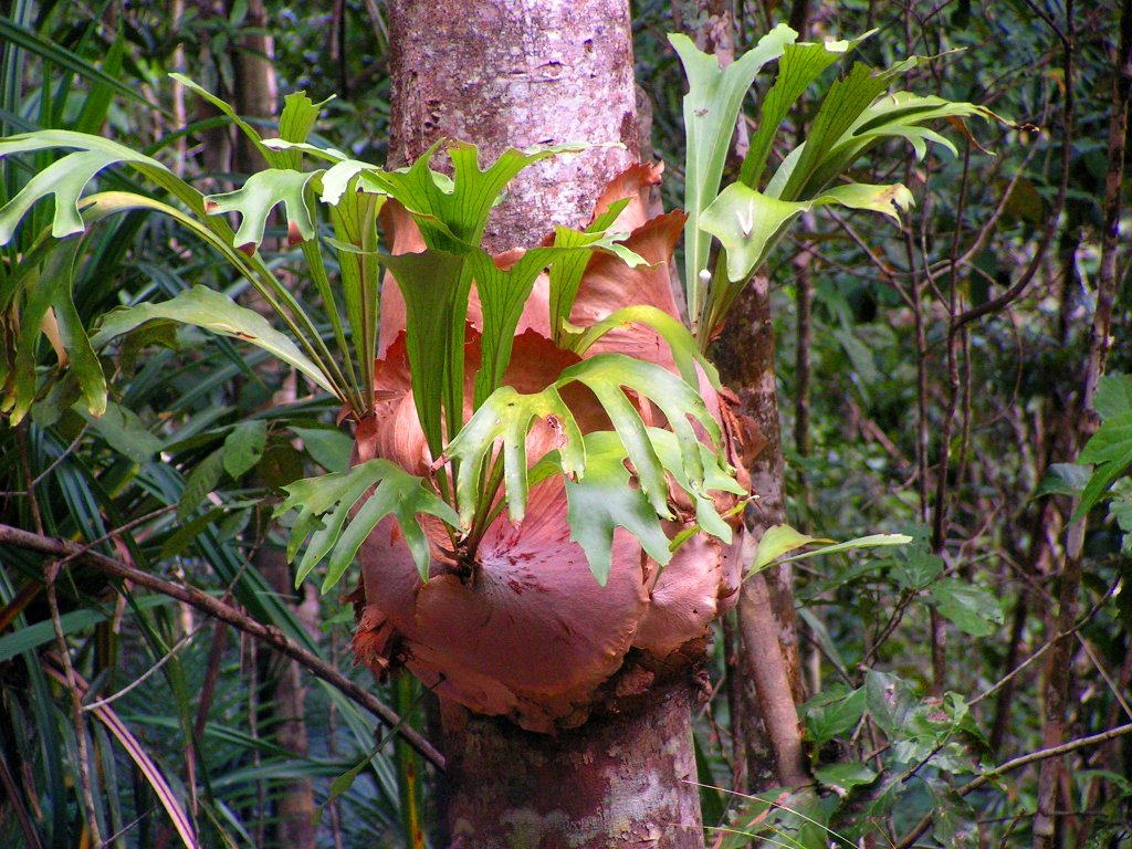 植物図鑑】ビカクシダ(プラティケリウム)・ビフルカツム（Platycerium bifurcatum）とは？壁掛けで楽しめる、独特の姿が魅力的な コウモリランの育て方 – Leaf Laboratory（リーフラ）