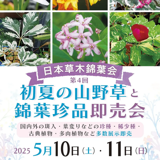 上野グリーンクラブが初夏の山野草と錦葉珍品即売会を開催、多彩な植物が2025年5月に東京に集結