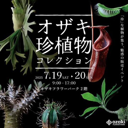 オザキフラワーパークが珍しい植物の販売イベントを開催、ビカクシダや食虫植物など5つの専門生産者が集結