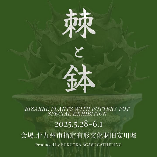 旧安川邸が「棘と鉢」特別展示を北九州で開催、アガベなどのビザールプランツと陶芸作品の融合空間を創出