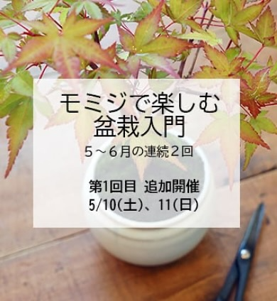 盆栽鉢ストアゆきものが「モミジで楽しむ盆栽入門」講座を追加開催、初心者向けの連続講座で伝統技術を学ぶ機会を提供