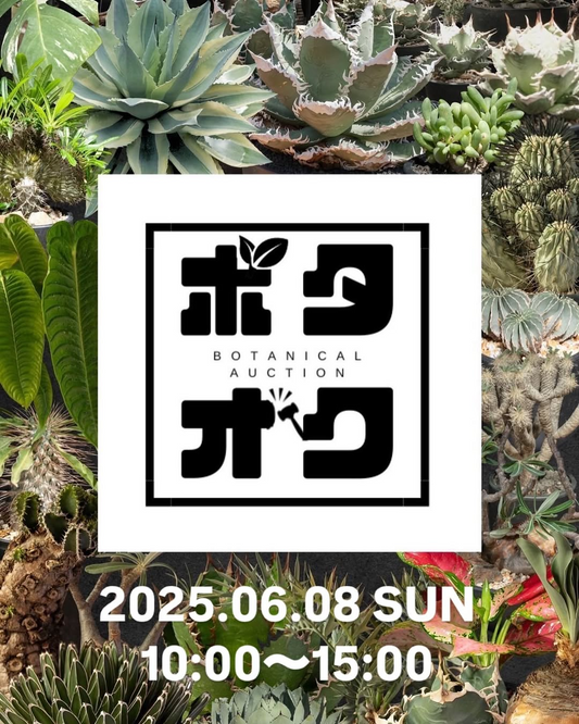 日本皐月協会が2025さつきフェスティバルを開催、上野恩賜公園で花と盆栽の美しさを展示