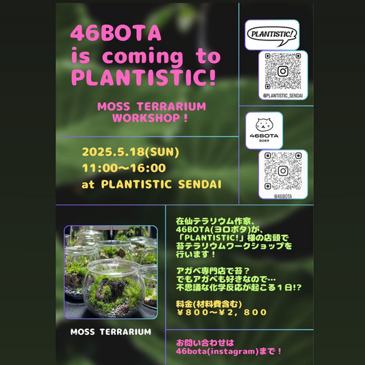 PLANTISTIC!が苔テラリウムワークショップを開催、宮城の伝道師46botaが仙台アガベショップで初の店頭イベントを実現