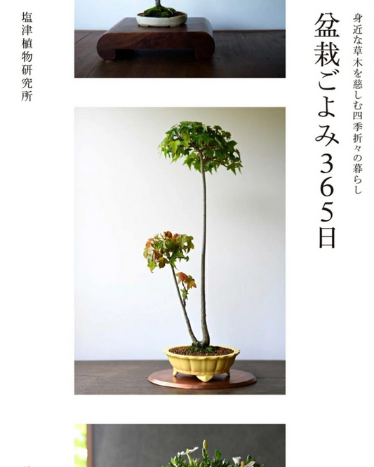 塩津植物研究所が365日盆栽ごよみ出版記念イベントを開催、築100年の翠門亭でアートとのコラボレーション展示