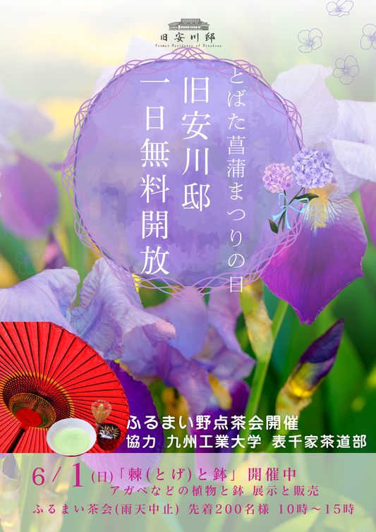 旧安川邸が戸畑菖蒲祭りに合わせて無料公開、アガベ展示会「棘と鉢」と九州工業大学茶道部野点茶会を開催