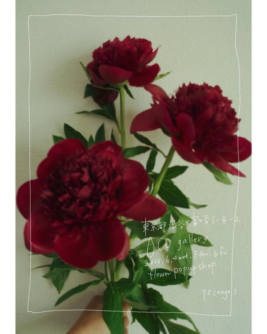 季節のお花を扱う花屋が今年3回目のPOPUPSHOP開催を発表、ocogalleryで3日間限定の花販売を実施
