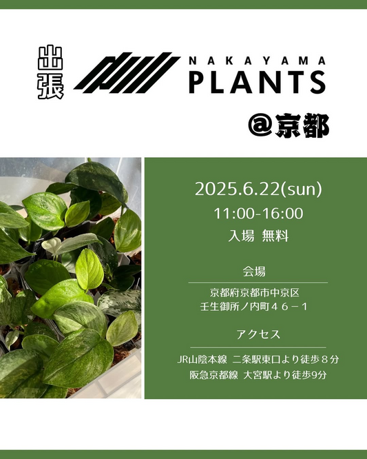 Nakayama Plantsが出張Nakayama Plants@京都を6月22日開催、大阪拠点初の京都進出でスキンダプサス販売会と育成相談を実施