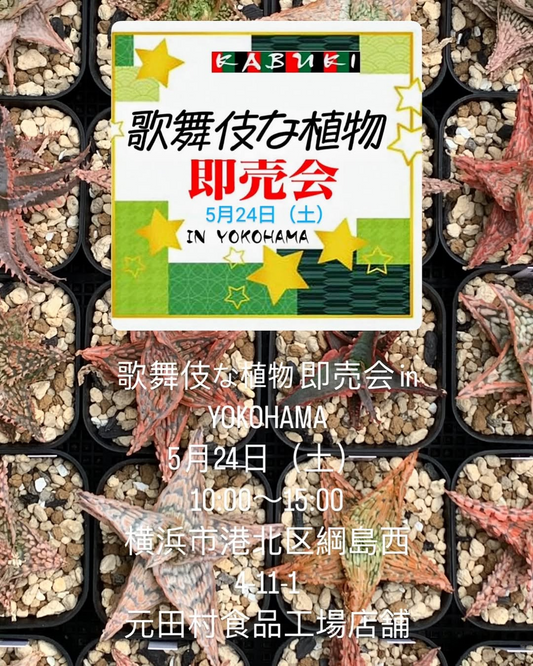 歌舞伎な植物達即売会vol.5が横浜で5月24日開催、珍奇植物・多肉植物の専門店が集結