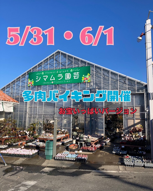 BLUE LEAFがシマムラ園芸で多肉バイキング開催、お宝探せバージョンで1530鉢を販売