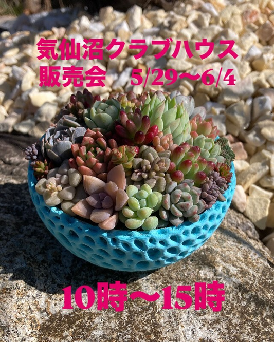 キングプランツが気仙沼クラブハウス販売会開催、20000ccの寄せ植え鉢を先行販売