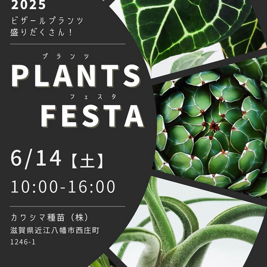 PLANTS FESTAが滋賀で開催、カワシマ種苗にて即売会イベントが実施決定