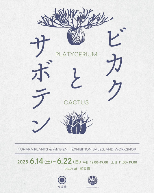 ビカクとサボテンコラボイベントが安美園で開催決定、6月14日から22日まで9日間の展示販売とワークショップを実施