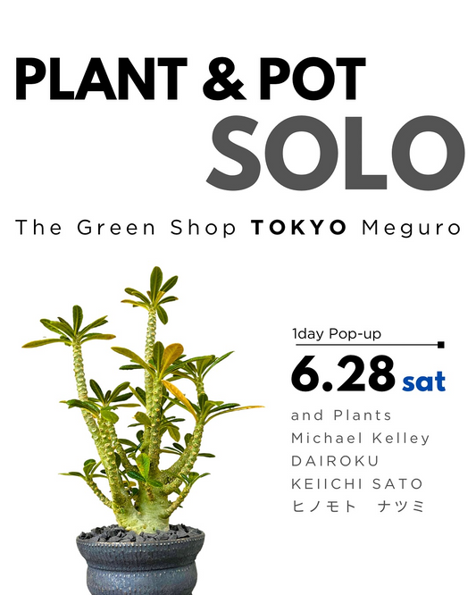 and PlantsがPLANT & POT SOLOを6月28日に中目黒で1日限定開催、厳選鉢作家4名の陶器鉢と種から育てた植物が登場