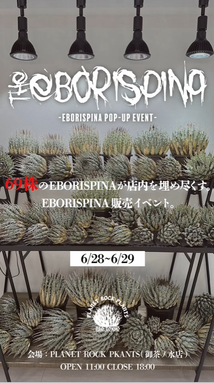 PLANET ROCK PLANTSがEborispina限定POPUP EVENTを6月28日から29日まで茶の水店で開催、カリフォルニア産69株限定販売