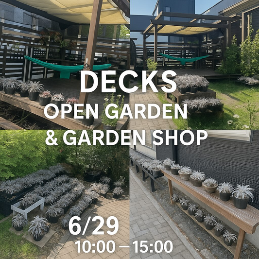 DECKS Open Garden & Garden Shopが今年最初のオープンガーデン開催、6月29日に札幌でディッキア・ブロメリア中心の植物販売実施