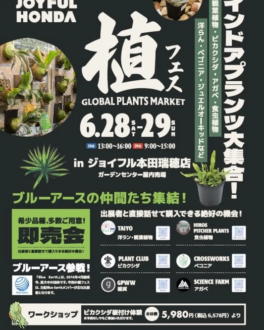 Blue Earthがジョイフル本田瑞穂店で植フェス GLOBAL PLANTS MARKETを開催、ビカクシダ板付け体験と日曜タイムセール実施