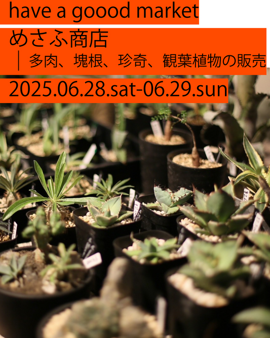 めさふ商店がsancha have a goood market2025年6月28日〜29日出店、三軒茶屋ふれあい広場で塊根植物など珍奇植物を販売