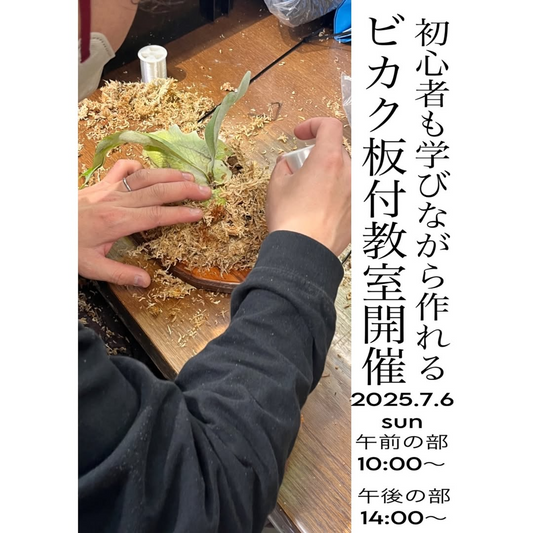ゆくはし植物園がビカクシダ板付workshop開催、初心者向けコウモリラン板付教室を7月6日午前午後2部制で実施