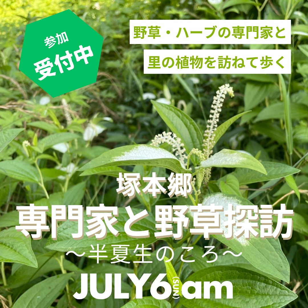 塚本郷Re農vationが専門家と野草探訪イベントを開催、半夏生のころをテーマに7月6日9時から野草摘み体験を実施