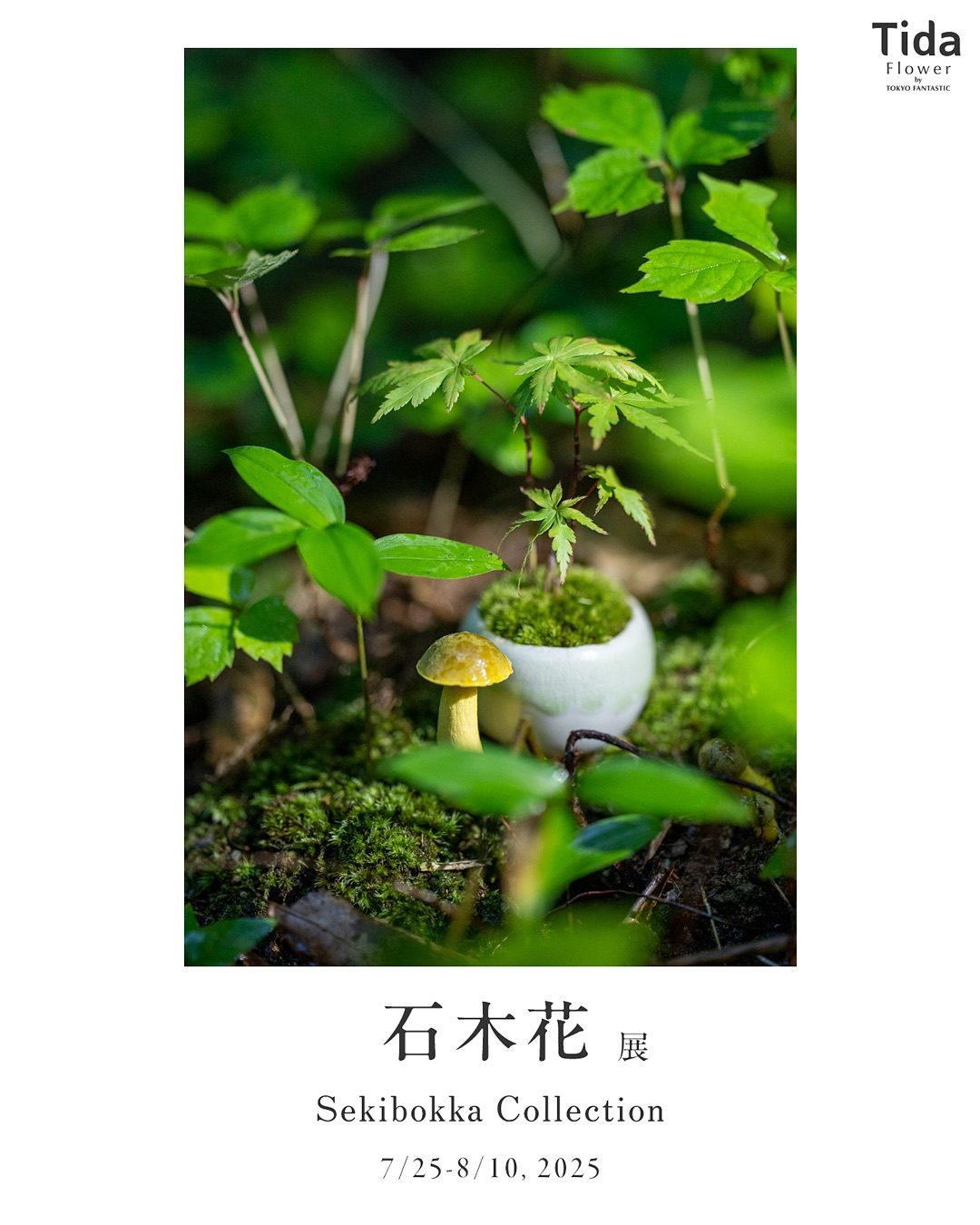 Tida Flower表参道店が石木花展を開催、山野草と器の調和を追求した作品を7月25日から展示