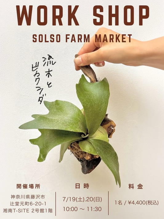 SOLSO FARM MARKETが湘南T-SITEで流木ビカクシダワークショップを7月19日開催、初心者向けインテリアグリーン制作体験