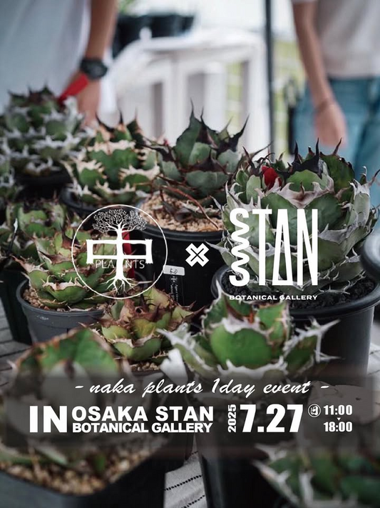STAN BOTANICAL GALLERYが@nakaplantsによるアガベ即売会を開催、7月27日大阪南堀江で実施