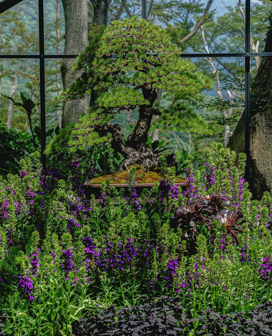 Nicolai Bergmann Hakone Gardens×TRADMAN'S BONSAI共同展示会開催、五葉松と花々による自然の造形美を7月13日まで展示