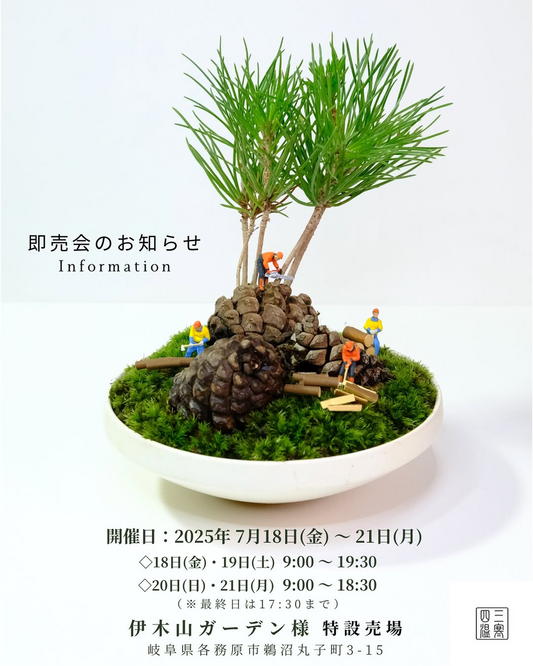 三寒四温が伊木山ガーデンでミニ盆栽即売会を開催、松笠クロマツなど4日間の特設会場で展示販売
