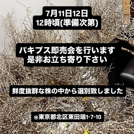 オペルクリカリアパキプス販売会が東京都北区で開催、鮮度抜群な塊根植物を実際に見て触って選択可能