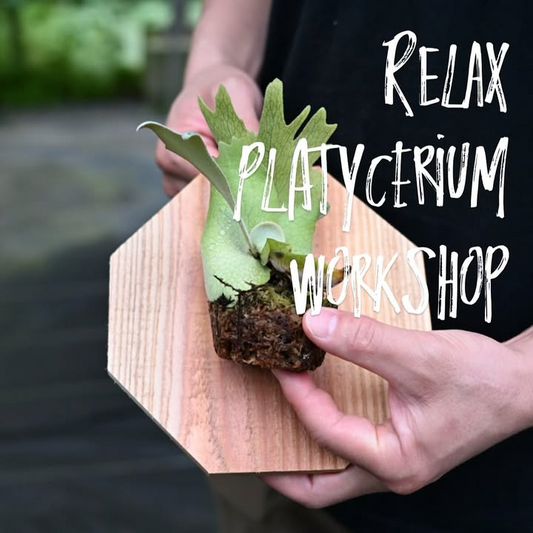 Relax Snowsurf Shopがビカクシダ板付けワークショップの開催を発表、groote plantage代表水山氏を迎え8月2日・3日に専門技術指導を実施