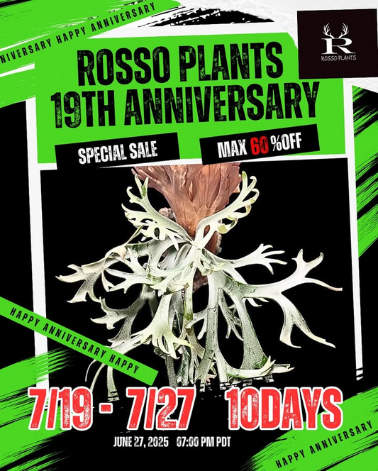 ROSSO PLANTSが19周年記念セールを宮城県七ヶ浜町で開催、ビカクシダやLEDライトがお得に購入可能