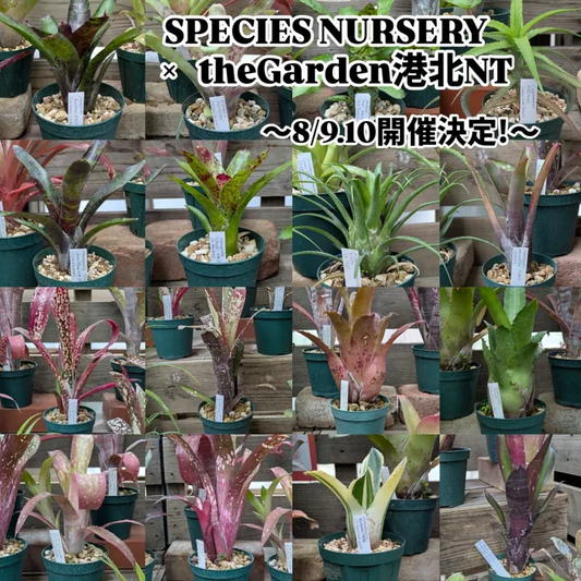 SPECIES NURSERY藤川氏がザ・ガーデン港北ニュータウン店でプレミアムプランツ即売会を開催、厳選タンクブロメリア等を2日間限定販売