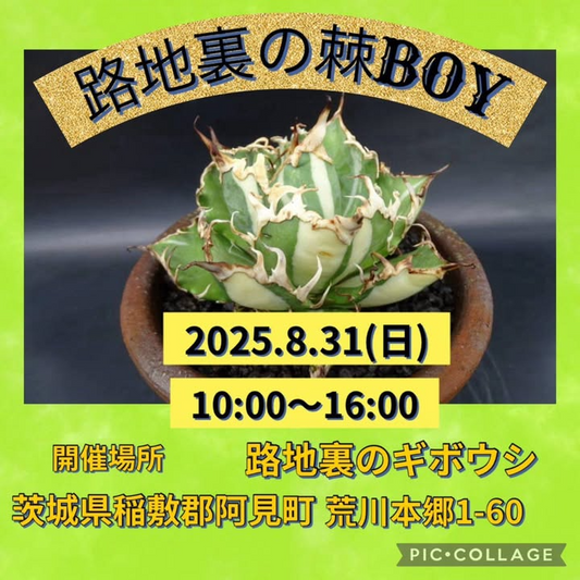 路地裏のギボウシが路地裏の棘BOYを茨城県阿見町で開催、世界初羅紗イワギボウシなど希少ビザールプランツを20店舗が販売
