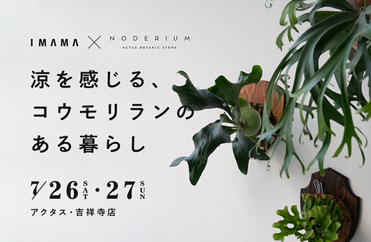 アクタス・吉祥寺店がコウモリラン展示販売イベントを7月26日・27日開催、縁日と自由研究セットで夏休みを応援