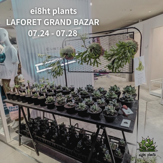 Laforet Harajuku GRAND BAZARが7月24日開催、ei8ht plantsとHabitat Oidesがアガベや塊根植物などを販売