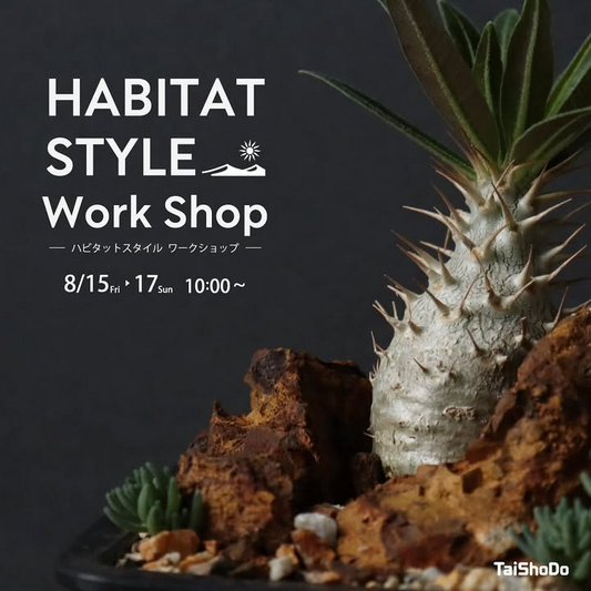 TaiShoDoがHABITAT STYLEワークショップを8月15日開催、植物の自生地風景を再現するミニガーデン制作体験を実施