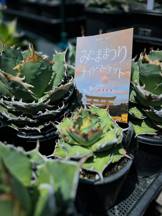 流しの植物屋EARTHWALK PLANTSがみたままつりナイトマーケット2025に8月13日参加、福岡県護国神社参道で多肉植物アガベを夜間販売