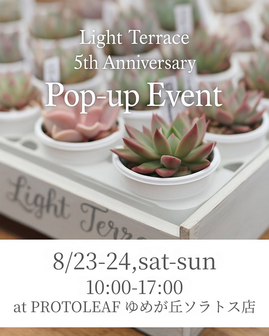 Light Terraceが5周年記念POP-UPイベントを8月23日開催、プロトリーフ ゆめが丘ソラトス店でエケベリア原種やハイブリッド苗を特別価格で販売