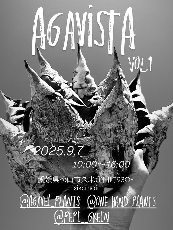 愛媛のアガベ好き3人がAGAVISTA 2025開催を発表、sikaでアガベ販売とアガベコンテストによる特別なアガベイベントを実施