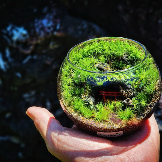 Rust Yokohamaがmossmileによる苔テラリウムワークショップ8月9日開催発表、横浜ベイクォーター4Fで苔むす洞窟編をテーマにした制作体験を実施