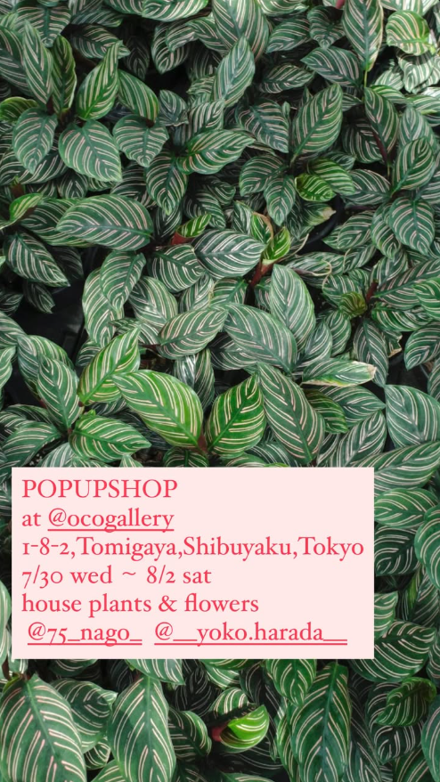 ocogalleryがPOPUPSHOP開催を7月30日発表、東京都渋谷区富ヶ谷で観葉植物と切り花を販売し苗単体と鉢カバーも取り扱うポップアップイベントを実施
