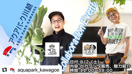 アクアパーク川越が花森家とBACK PLAIN PLANTS特別イベント8月2日開催発表、埼玉県川越市新富町でビカクシダの魅力紹介と販売を実施