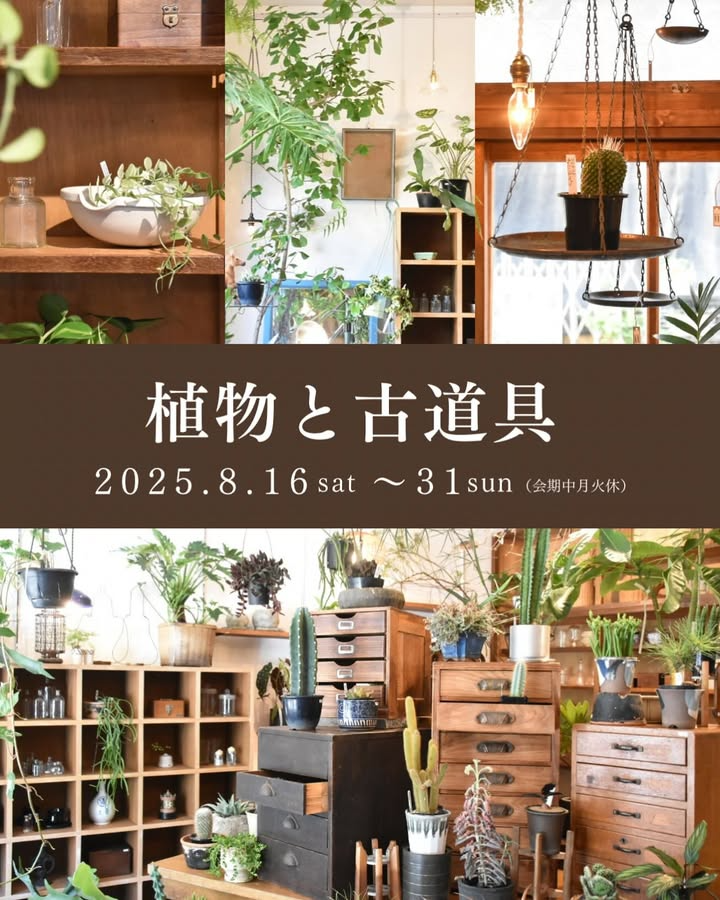 wacoが植物と古道具企画を8月16日開催発表、千葉県鎌ケ谷市馬込沢でBABABAと連携した植物と古道具の展示販売を実施し独創的な空間演出を提供