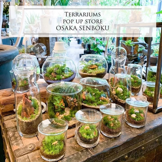 髙島屋泉北店が苔テラリウムイベントを8月6日開催発表、大阪府堺市南区でプロクリエイター3名による毎日ワークショップと500円カプセルテラリウム販売を実施