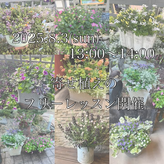 ゆくはし植物園が寄せ植えのフリーレッスンを8月3日開催発表、福岡県行橋市で夏から秋まで楽しめる寄せ植え作りアドバイスと植え方・花材選び方レクチャーを実施
