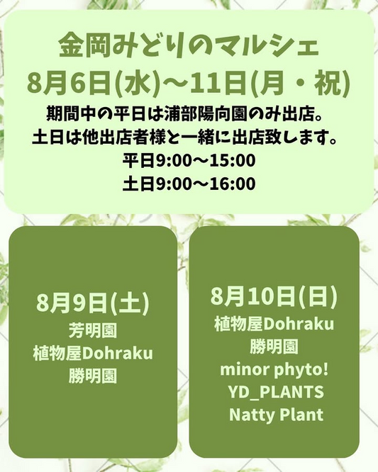 浦部陽向園が金岡みどりのマルシェを8月6日開催発表、大阪府堺市北区金岡公園体育館前で6店舗と共同出店による多肉植物・塊根植物販売を実施